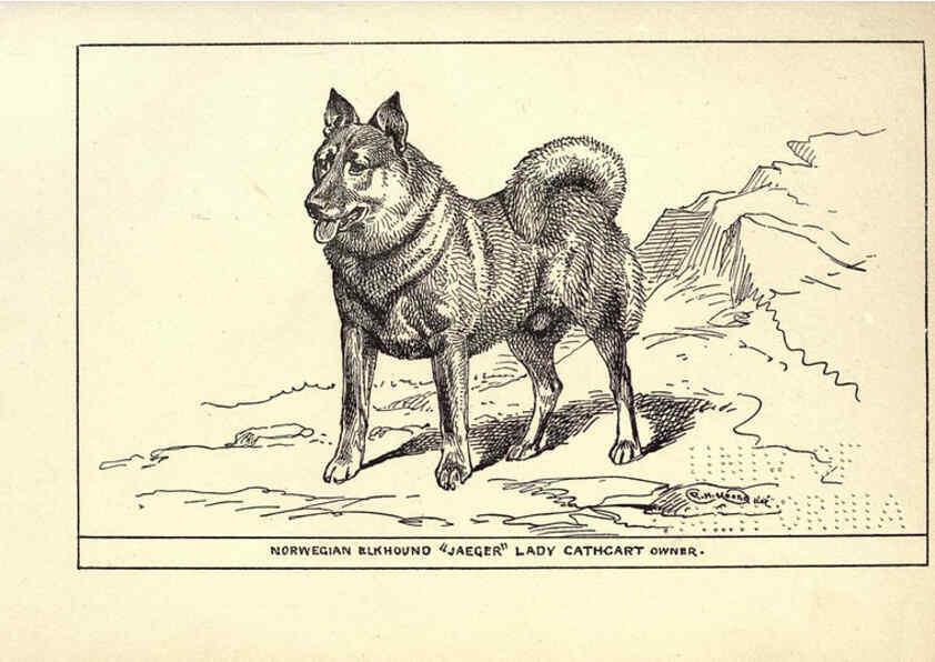 Reproducción/Reproduction 6233748739: All about dogs; a book for doggy people New York,J. Lane,1900