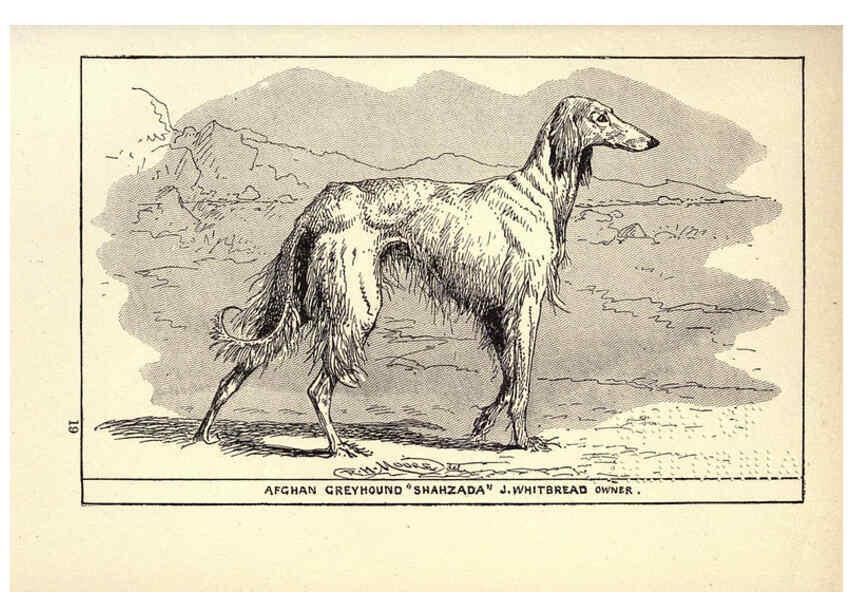 Reproducción/Reproduction 6233748883: All about dogs; a book for doggy people New York,J. Lane,1900