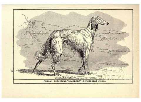 Reproducción/Reproduction 6233748883: All about dogs; a book for doggy people New York,J. Lane,1900
