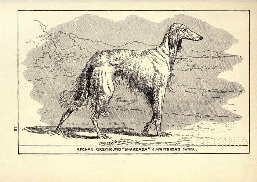 Reproducción/Reproduction 6233748883: All about dogs; a book for doggy people New York,J. Lane,1900