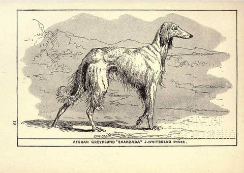 Reproducción/Reproduction 6233748883: All about dogs; a book for doggy people New York,J. Lane,1900