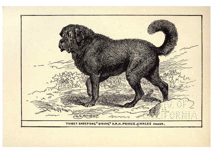 Reproducción/Reproduction 6233749009: All about dogs; a book for doggy people New York,J. Lane,1900