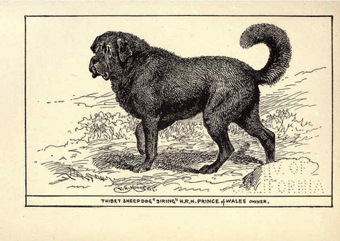Reproducción/Reproduction 6233749009: All about dogs; a book for doggy people New York,J. Lane,1900