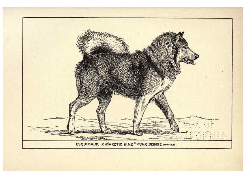 Reproducción/Reproduction 6233749153: All about dogs; a book for doggy people New York,J. Lane,1900