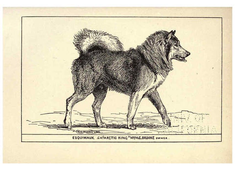 Reproducción/Reproduction 6233749153: All about dogs; a book for doggy people New York,J. Lane,1900