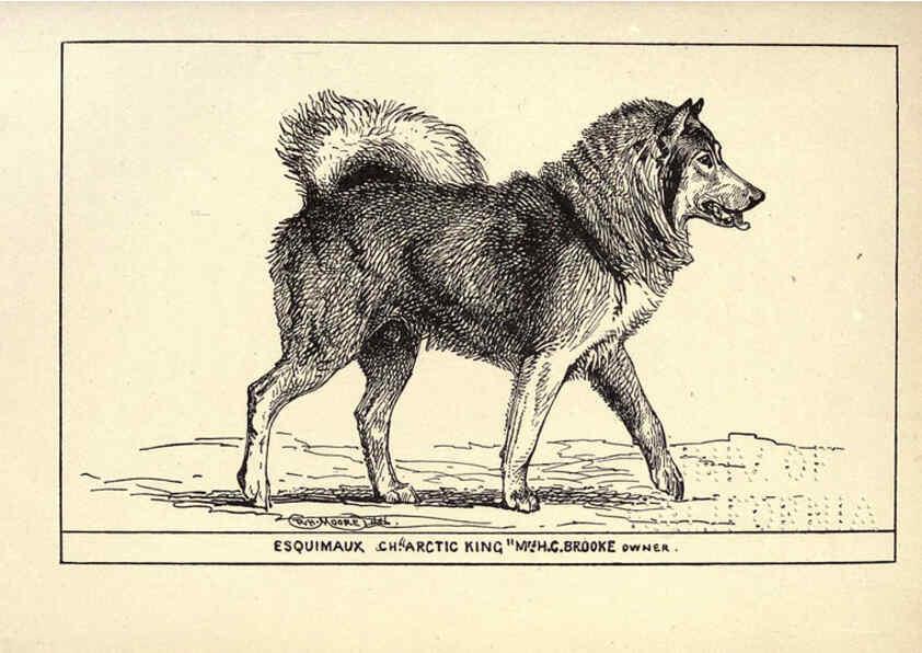 Reproducción/Reproduction 6233749153: All about dogs; a book for doggy people New York,J. Lane,1900