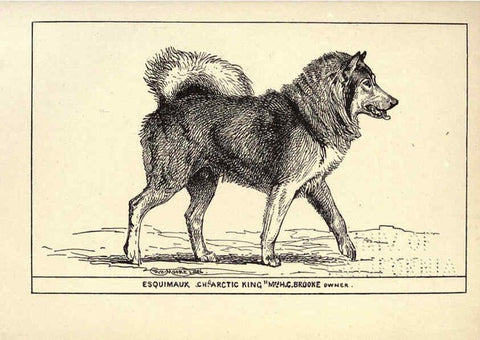 Reproducción/Reproduction 6233749153: All about dogs; a book for doggy people New York,J. Lane,1900