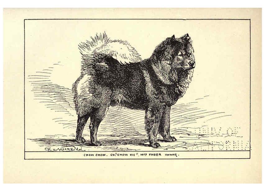 Reproducción/Reproduction 6234273940: All about dogs; a book for doggy people New York,J. Lane,1900