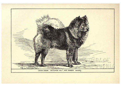 Reproducción/Reproduction 6234273940: All about dogs; a book for doggy people New York,J. Lane,1900