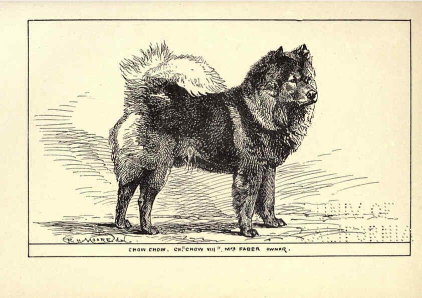Reproducción/Reproduction 6234273940: All about dogs; a book for doggy people New York,J. Lane,1900