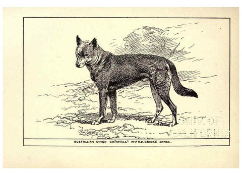Reproducción/Reproduction 6234274090: All about dogs; a book for doggy people New York,J. Lane,1900
