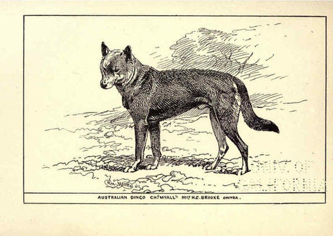 Reproducción/Reproduction 6234274090: All about dogs; a book for doggy people New York,J. Lane,1900