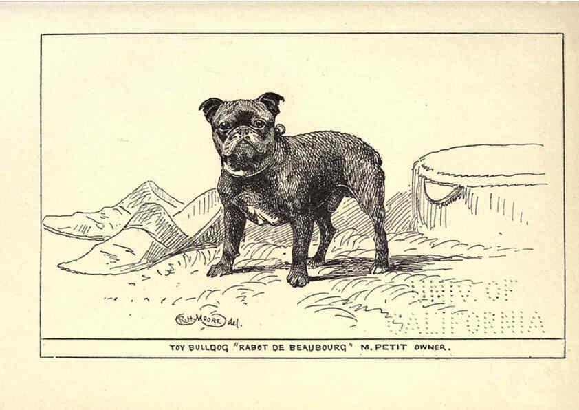 Reproducción/Reproduction 6233748307: All about dogs; a book for doggy people New York,J. Lane,1900