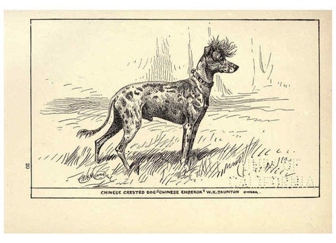 Reproducción/Reproduction 6234274240: All about dogs; a book for doggy people New York,J. Lane,1900