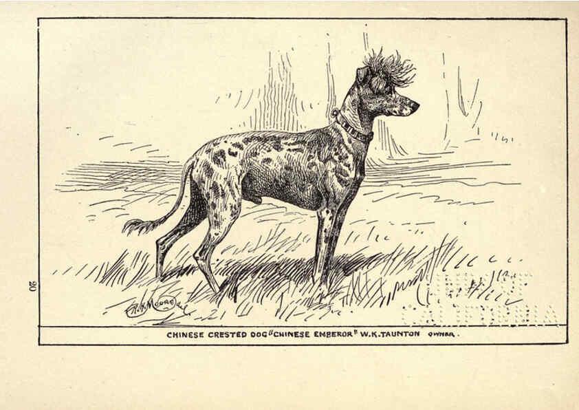 Reproducción/Reproduction 6234274240: All about dogs; a book for doggy people New York,J. Lane,1900