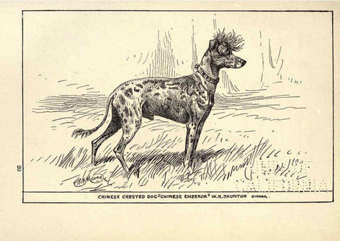 Reproducción/Reproduction 6234274240: All about dogs; a book for doggy people New York,J. Lane,1900
