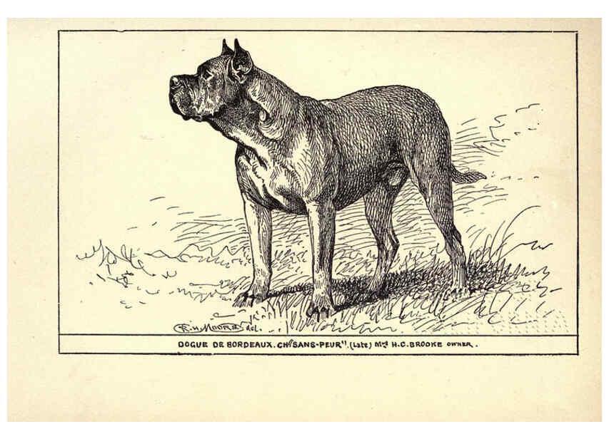 Reproducción/Reproduction 6234274502: All about dogs; a book for doggy people New York,J. Lane,1900