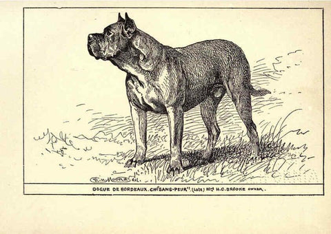Reproducción/Reproduction 6234274502: All about dogs; a book for doggy people New York,J. Lane,1900