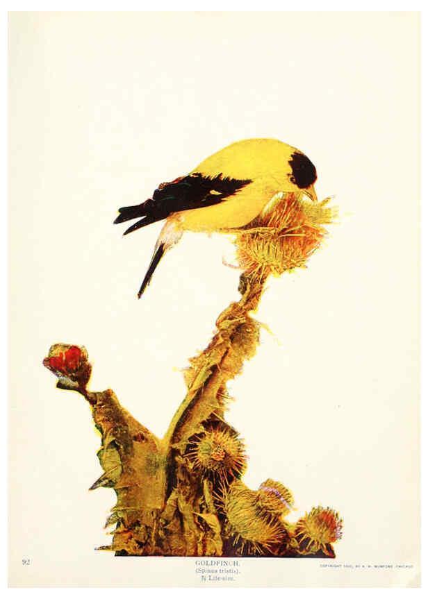 Reproducción/Reproduction 6233789083: Birds and nature in natural colors. v.1. Chicago :A.W. Mumford, Publisher,1913-1914
