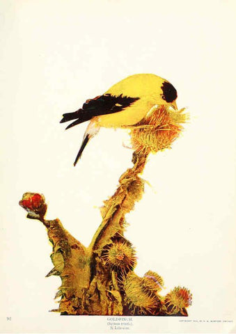 Reproducción/Reproduction 6233789083: Birds and nature in natural colors. v.1. Chicago :A.W. Mumford, Publisher,1913-1914