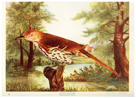 Reproducción/Reproduction 6233789225: Birds and nature in natural colors. v.1. Chicago :A.W. Mumford, Publisher,1913-1914