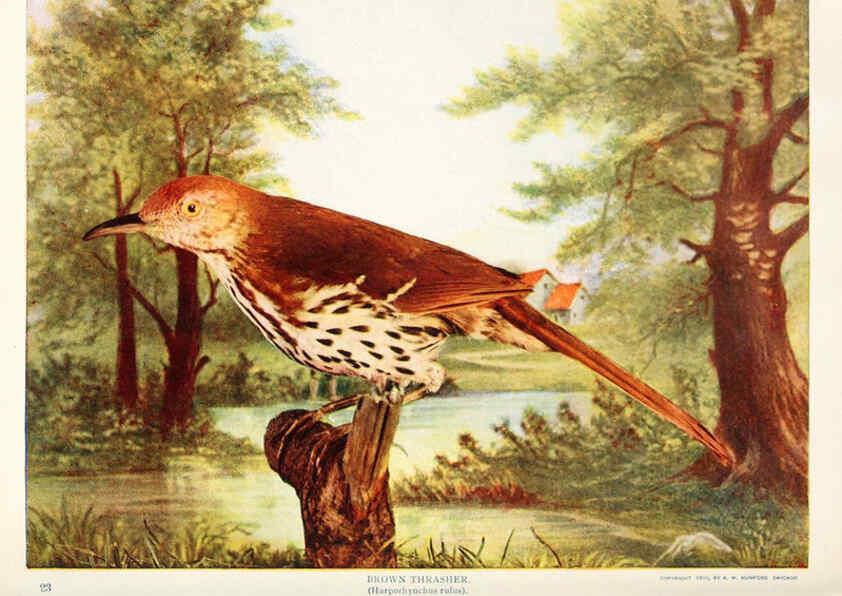 Reproducción/Reproduction 6233789225: Birds and nature in natural colors. v.1. Chicago :A.W. Mumford, Publisher,1913-1914