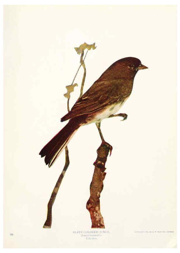 Reproducción/Reproduction 6233789443: Birds and nature in natural colors. v.1. Chicago :A.W. Mumford, Publisher,1913-1914