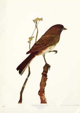 Reproducción/Reproduction 6233789443: Birds and nature in natural colors. v.1. Chicago :A.W. Mumford, Publisher,1913-1914