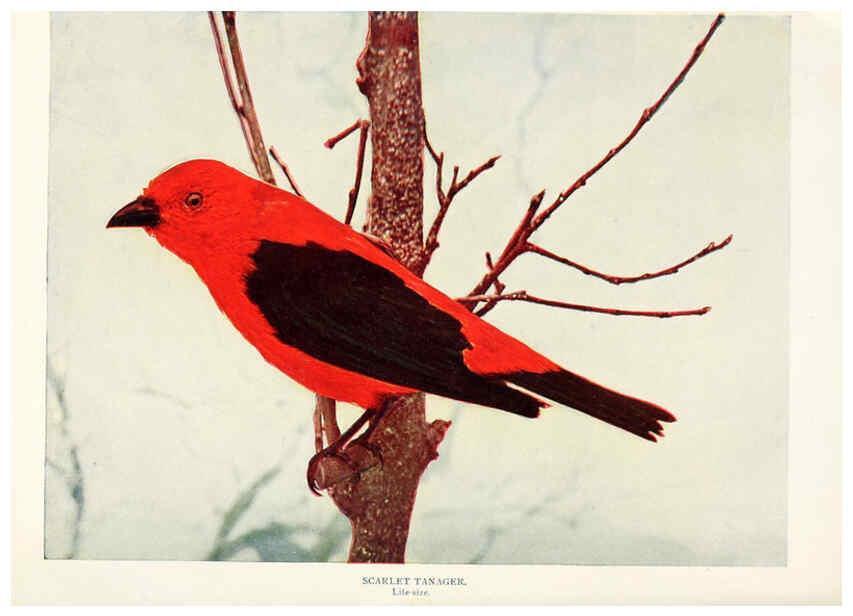Reproducción/Reproduction 6234314638: Birds and nature in natural colors. v.1. Chicago :A.W. Mumford, Publisher,1913-1914