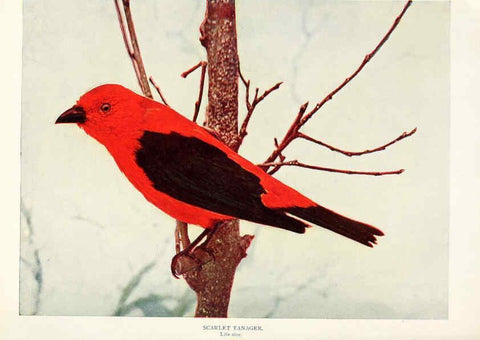 Reproducción/Reproduction 6234314638: Birds and nature in natural colors. v.1. Chicago :A.W. Mumford, Publisher,1913-1914