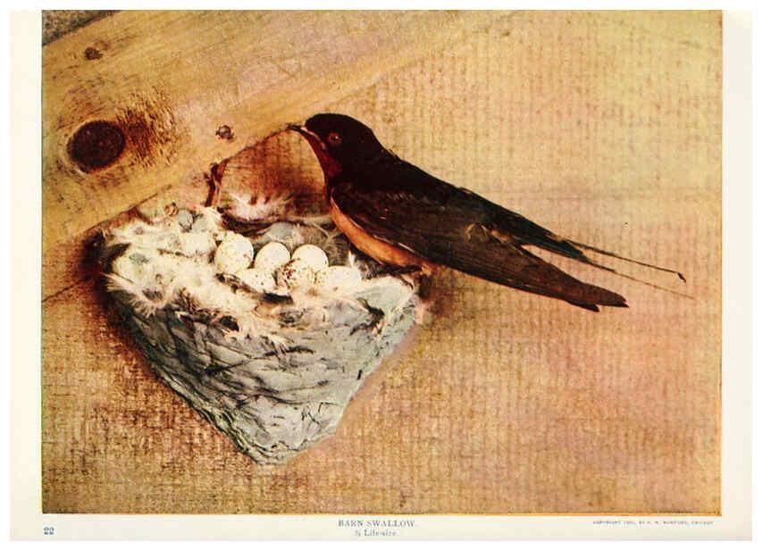 Reproducción/Reproduction 6233789777: Birds and nature in natural colors. v.1. Chicago :A.W. Mumford, Publisher,1913-1914