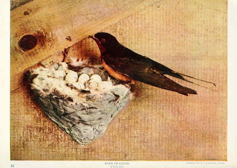 Reproducción/Reproduction 6233789777: Birds and nature in natural colors. v.1. Chicago :A.W. Mumford, Publisher,1913-1914