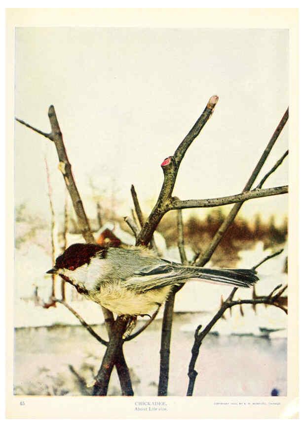 Reproducción/Reproduction 6234314958: Birds and nature in natural colors. v.1. Chicago :A.W. Mumford, Publisher,1913-1914