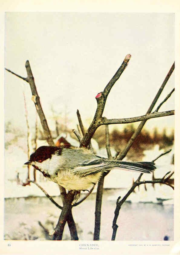 Reproducción/Reproduction 6234314958: Birds and nature in natural colors. v.1. Chicago :A.W. Mumford, Publisher,1913-1914