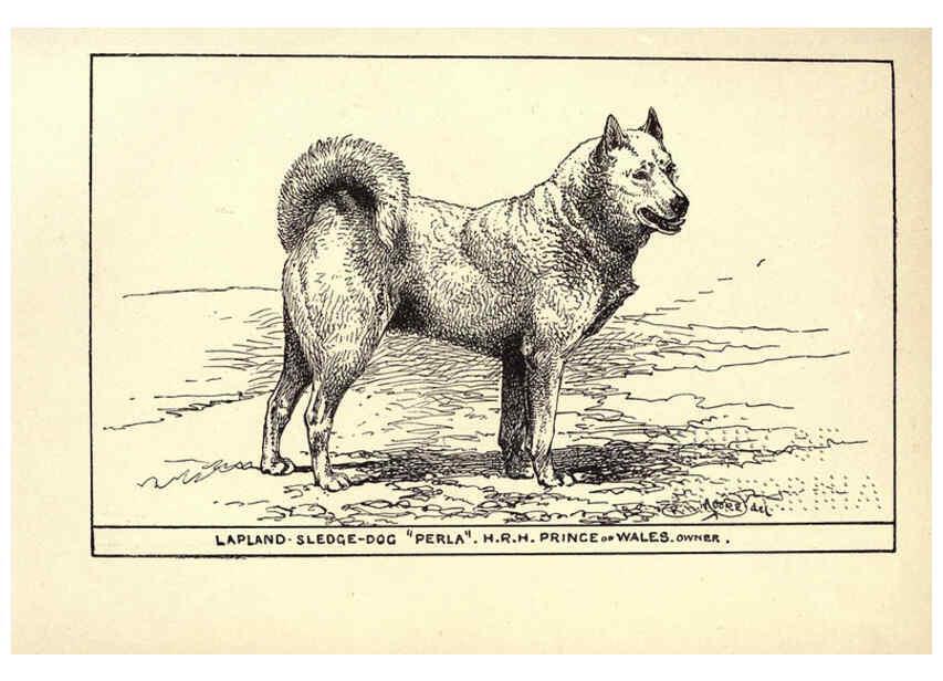 Reproducción/Reproduction 6233749717: All about dogs; a book for doggy people New York,J. Lane,1900