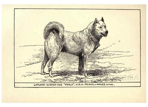 Reproducción/Reproduction 6233749717: All about dogs; a book for doggy people New York,J. Lane,1900