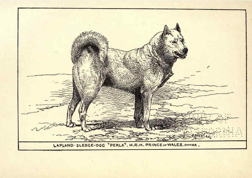 Reproducción/Reproduction 6233749717: All about dogs; a book for doggy people New York,J. Lane,1900