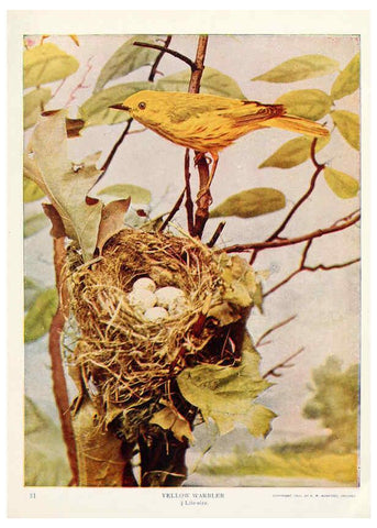 Reproducción/Reproduction 6234318616: Birds and nature in natural colors. v.1. Chicago :A.W. Mumford, Publisher,1913-1914
