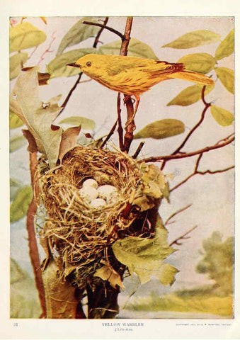 Reproducción/Reproduction 6234318616: Birds and nature in natural colors. v.1. Chicago :A.W. Mumford, Publisher,1913-1914
