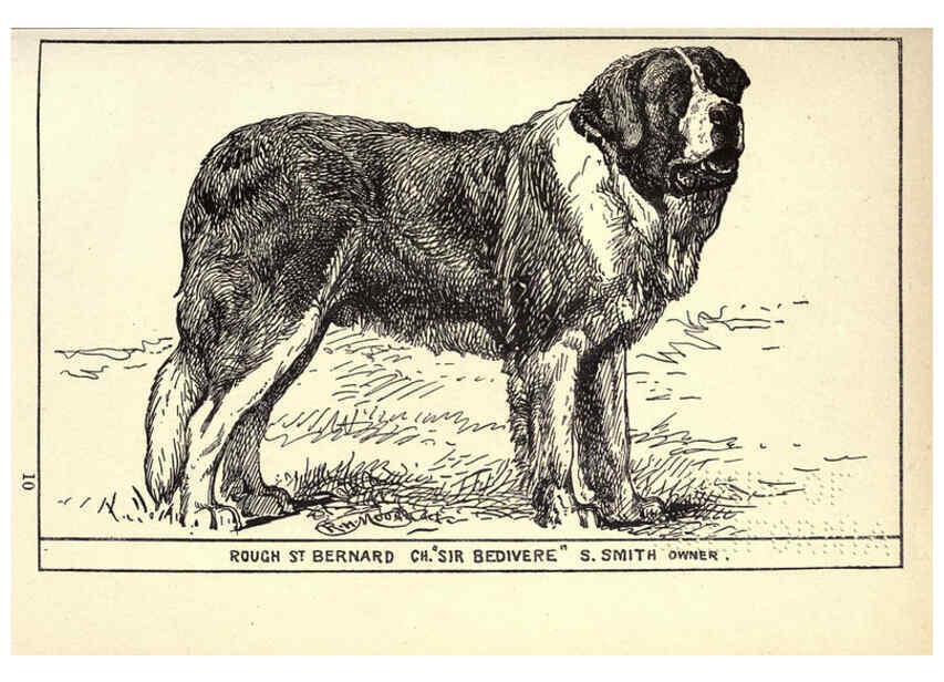 Reproducción/Reproduction 6234267314: All about dogs; a book for doggy people New York,J. Lane,1900