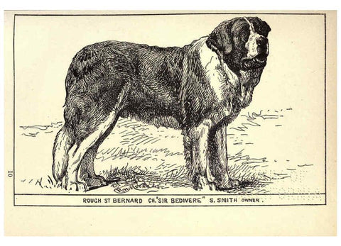 Reproducción/Reproduction 6234267314: All about dogs; a book for doggy people New York,J. Lane,1900