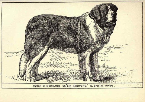 Reproducción/Reproduction 6234267314: All about dogs; a book for doggy people New York,J. Lane,1900