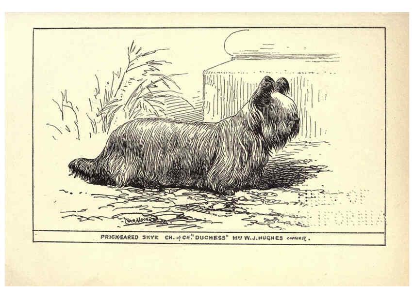 Reproducción/Reproduction 6233742309: All about dogs; a book for doggy people New York,J. Lane,1900