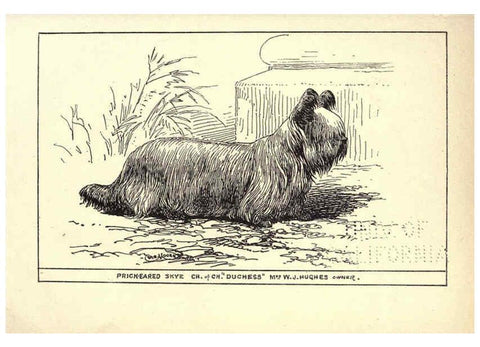 Reproducción/Reproduction 6233742309: All about dogs; a book for doggy people New York,J. Lane,1900