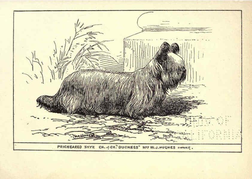 Reproducción/Reproduction 6233742309: All about dogs; a book for doggy people New York,J. Lane,1900