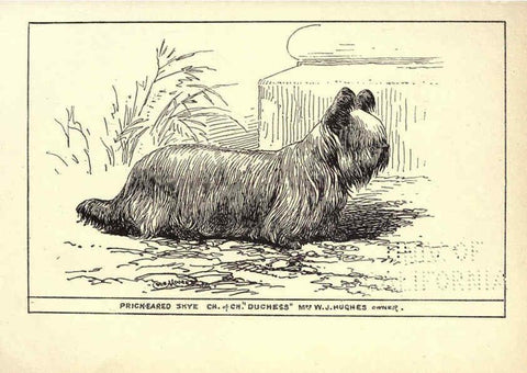 Reproducción/Reproduction 6233742309: All about dogs; a book for doggy people New York,J. Lane,1900