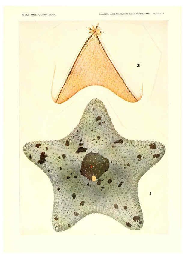 Reproducción/Reproduction 6221090336: Echinoderms from Australia Cambridge, U.S.A. :Printed for the Museum,1938