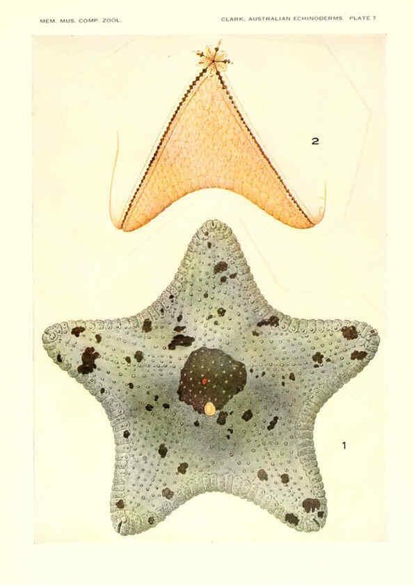 Reproducción/Reproduction 6221090336: Echinoderms from Australia Cambridge, U.S.A. :Printed for the Museum,1938