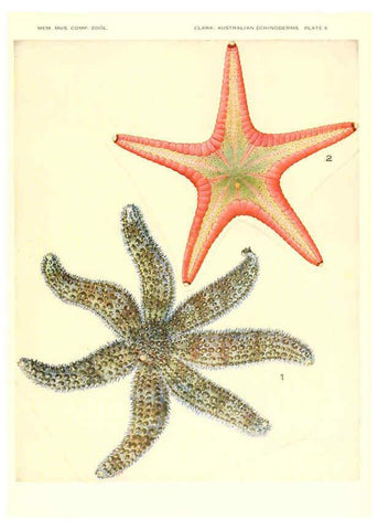 Reproducción/Reproduction 6220569791: Echinoderms from Australia Cambridge, U.S.A. :Printed for the Museum,1938