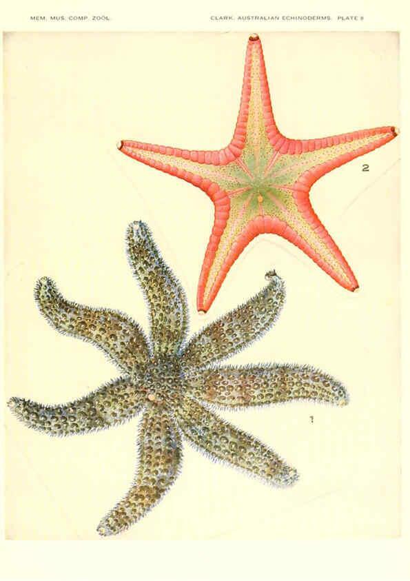Reproducción/Reproduction 6220569791: Echinoderms from Australia Cambridge, U.S.A. :Printed for the Museum,1938